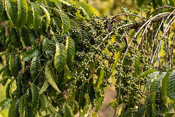 Mexico La Laja Honey