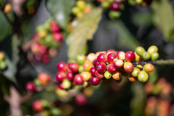 Guatemala - Huehuetenango Finca Vallure
