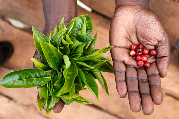 Rwanda Regional Natural