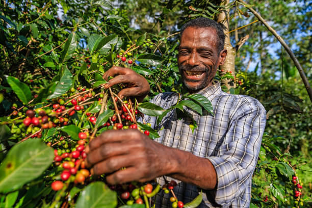 Colombia Sierra Nevada Finca La Esperanza