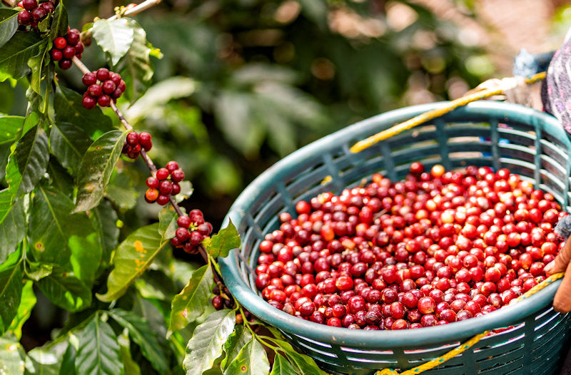 Honduras Marcala Anaerobic Red Honey Organic