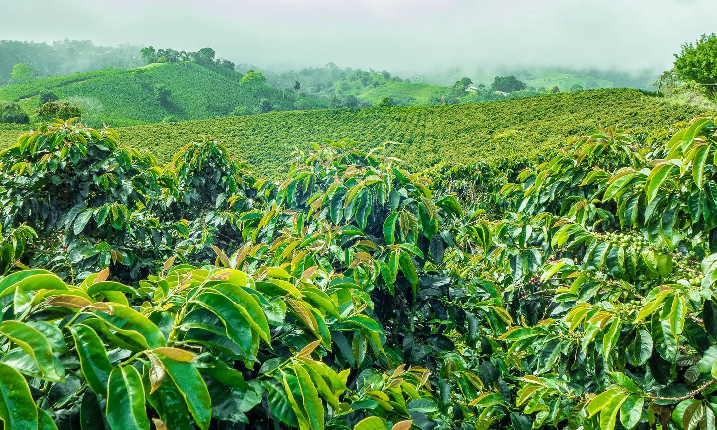Honduras Comayagua Santa Lucia Reserve Organic