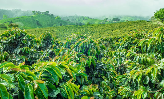 Honduras Comayagua Santa Lucia Reserve Organic