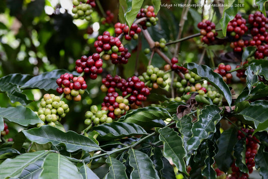 El Salvador Cerro El Tigre Bourbon