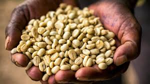 Honduras Finca El Conejo Catuai Natural Organic