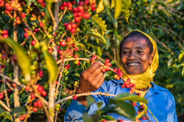 Honduras Comayagua Santa Lucia Reserve Organic