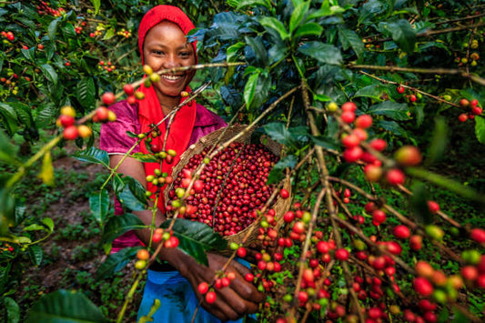 Indonesia Sumatra Mandheling