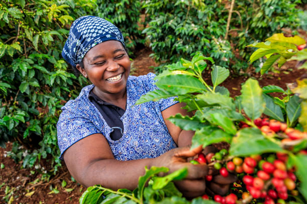 Honduras Finca El Conejo Catuai Natural Organic