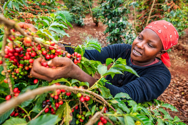 Ethiopian Yirgacheffe