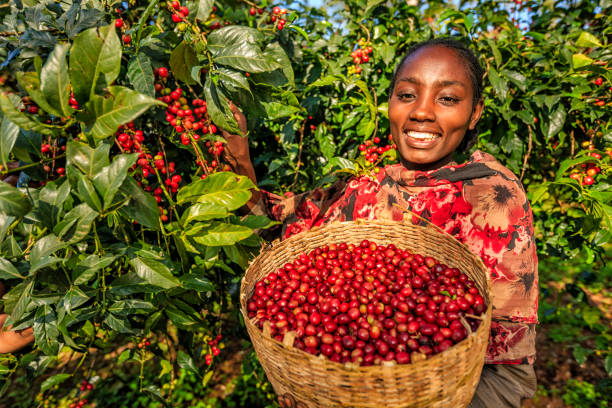 Honduras Marcala Anaerobic Red Honey Organic