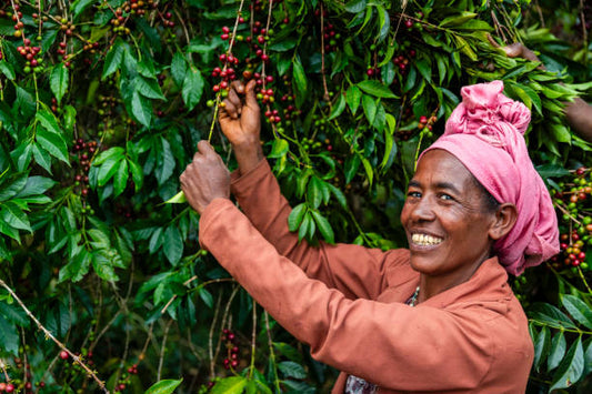 Colombia Sierra Nevada Finca La Esperanza
