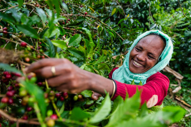 Dominican Republic Red Honey