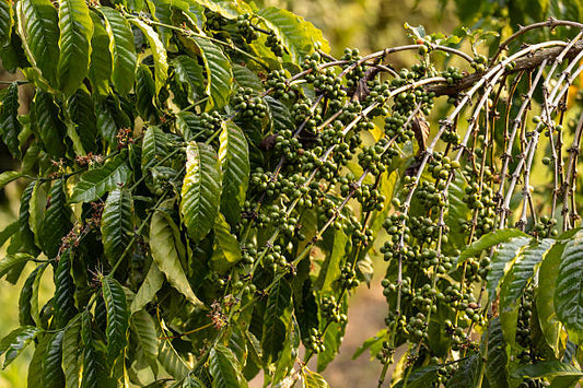Mexico La Laja Honey