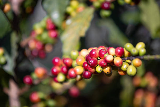 Guatemala - Huehuetenango Finca Vallure