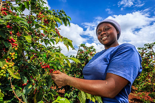 Colombia Huila Elkin Guzman Washed