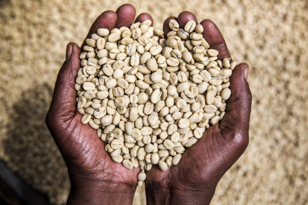 Colombia Tolima Finca La Leona Caturra