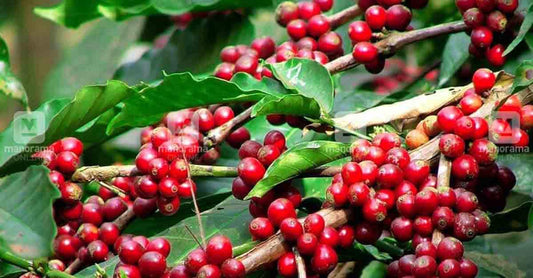 Colombia Tolima Finca La Leona Caturra